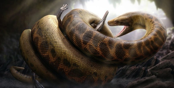 Trăn Titanoboa: Động vật này được xác nhận lớn nhất Trái Đất từ trước đến nay. Titanoboa sống từ 60 – 58 triệu năm trước dài khoảng 42 mét và nặng tới 2.500kg.