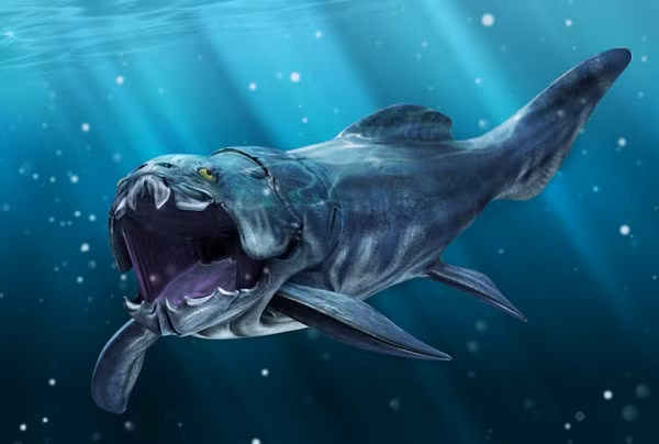 Cá bọc thép Dunkleosteus: Đầu và ngực của loài cá này được bao phủ bởi các tấm xương như bọc thép. Chúng không có răng nhưng thay vào đó những con cá này sở hữu hai bản xương sắc bén, hình thành một cấu trúc như mỏ chim.
