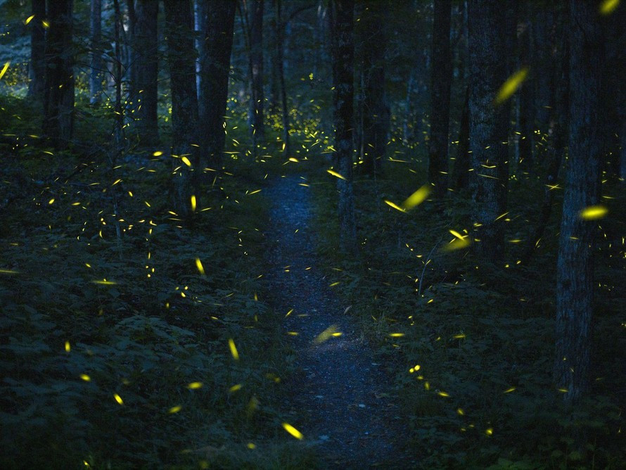Vào tháng 6 hàng năm, tại Công viên Quốc gia Great Smoky Mountains, phía đông Tennessee, một số loài đom đóm tụ họp với nhau tạo nên một màn trình diễn ánh sáng đáng kinh ngạc.
