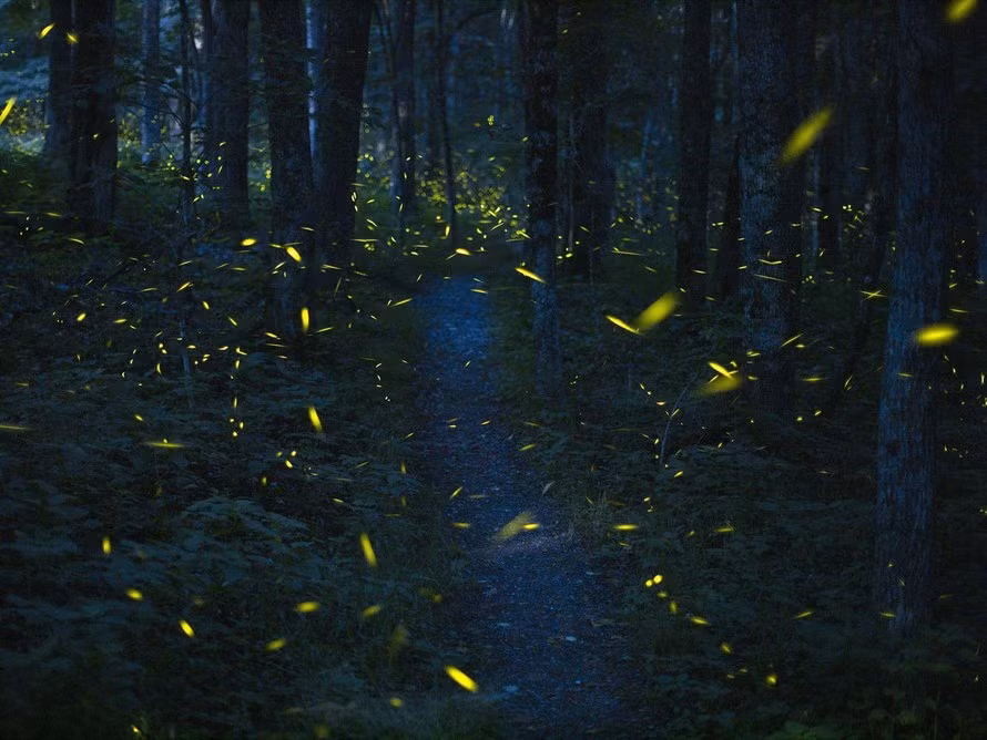 Vào tháng 6 hàng năm, tại Công viên Quốc gia Great Smoky Mountains, phía đông Tennessee, một số loài đom đóm tụ họp với nhau tạo nên một màn trình diễn ánh sáng đáng kinh ngạc.