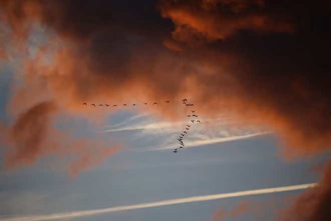 Các nhà khoa học vẫn chưa hiểu vì sao những con đường di cư của loài chim rất phức tạp lại có thể được lặp lại một cách chính xác bởi nhiều thế hệ động vật mà không có một chút sai sót nào. Ảnh: Noi.md