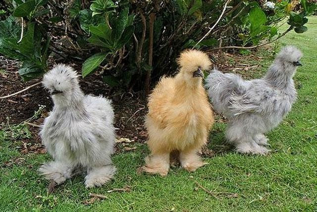 Ngoài ra, giống gà này cũng có điểm khác biệt ở dái tai màu xanh, mỗi chân có 5 ngón trong khi hầu hết các loài gà khác đều chỉ có 4.