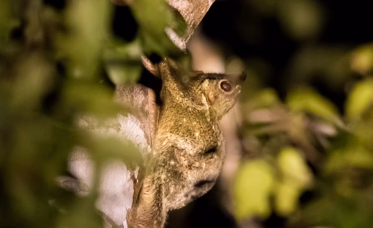 Dù có cái tên “vượn cáo bay” nhưng chúng không hề biết bay, mà chỉ chuyền từ cây này qua cây khác nhờ lớp màng rộng nối giữa các chi. Thức ăn chủ yếu của chúng là hoa quả, chồi non. (Ảnh: vietnamwildlife.org). 