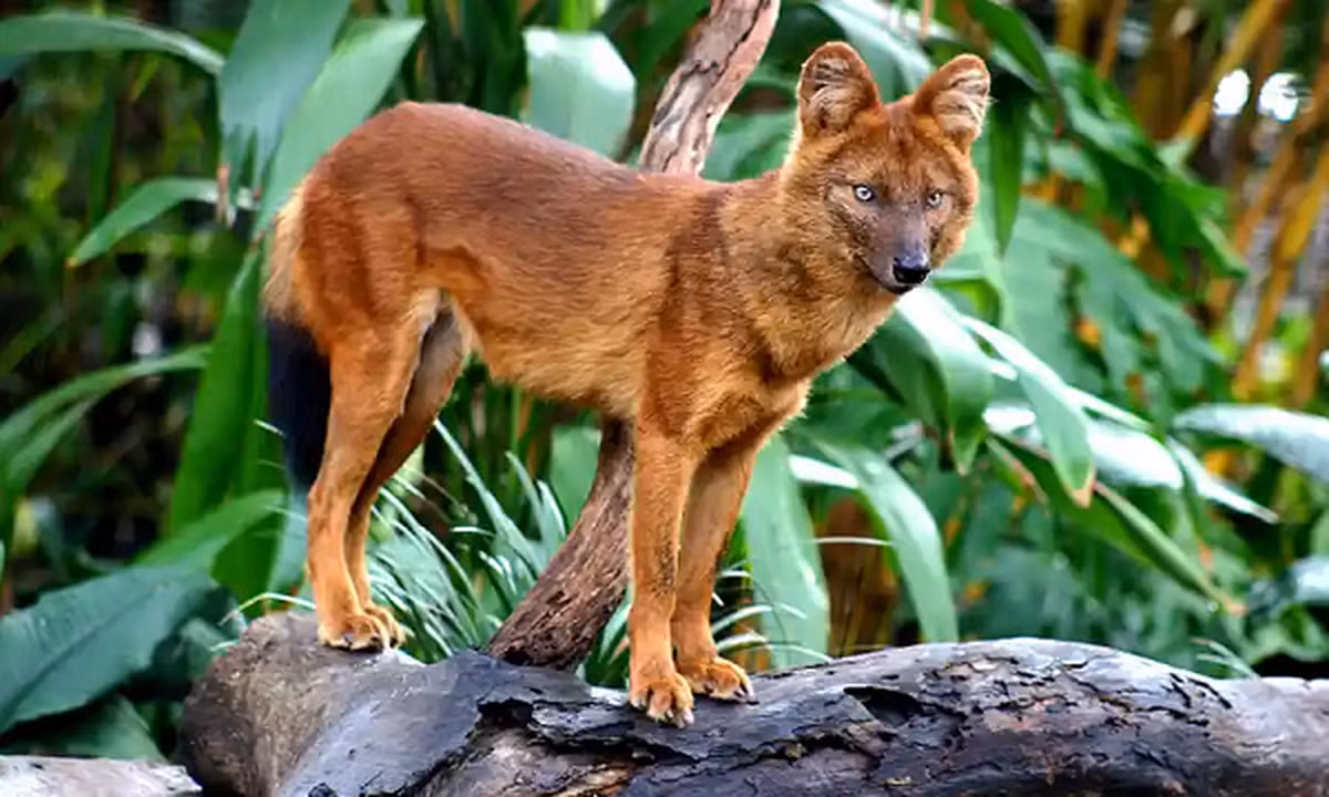 Chúng là loài có tính xã hội cao, sống thành từng bầy nhỏ.