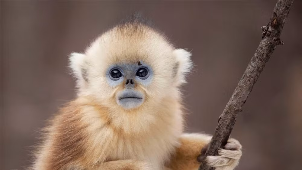 4. Khỉ mũi hếch: Là một nhóm khỉ thuộc họ khỉ Cựu thế giới, sống ở nhiều vùng khác nhau tại Châu Á, trong đó có phía Bắc Việt Nam. Chúng được đặt tên nhờ vào chiếc mũi ngắn trên khuôn mặt tròn, với lỗ mũi hướng về phía trước.