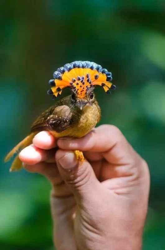 Trong thiên nhiên hoang dã, loài này xây tổ rất lớn (đôi khi dài tới 2m) trên các nhánh cây gần mặt nước để tránh kẻ thù.