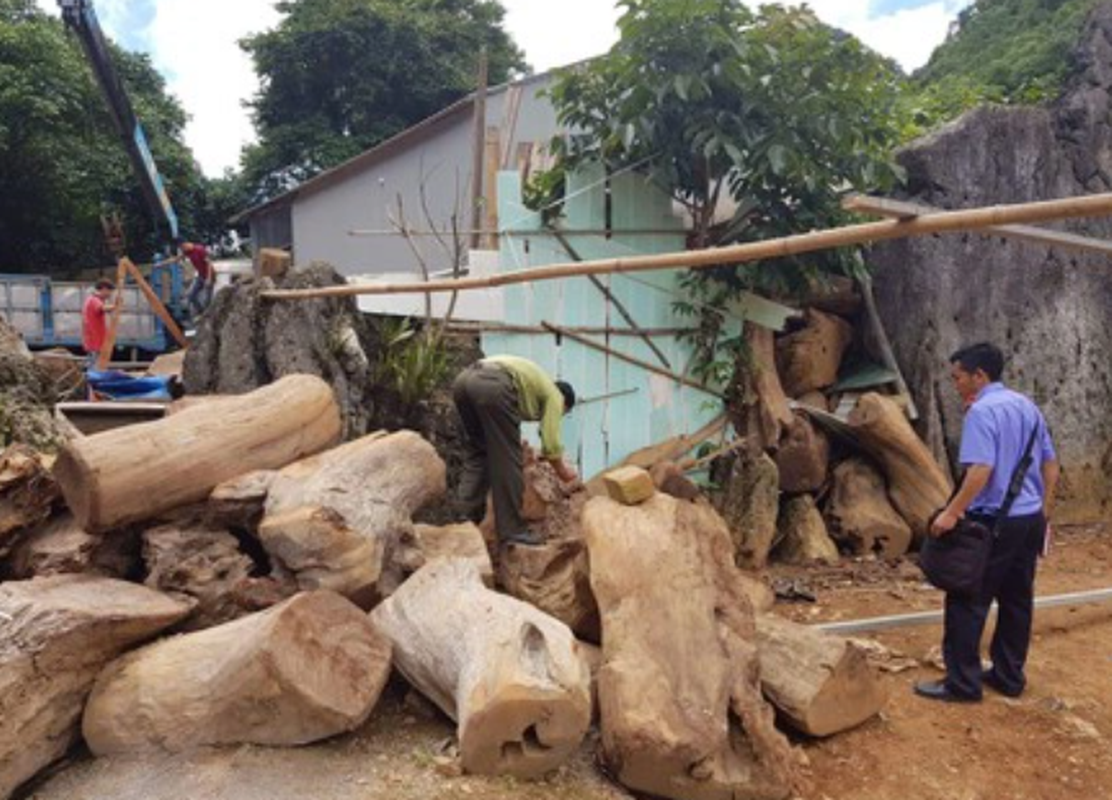 Được biết, số gỗ nói trên lên tới hàng chục m3, chủ yếu là gỗ bách xanh, pơ-mu… đã được xẻ thành tấm, chất thành đống ngoài sân và cất giấu trong nhà. Cán bộ kiểm lâm đã kiểm đếm, đo kích thước khối gỗ. Toàn bộ số gỗ này được đưa về cất giữ tại nhà kho lực lượng kiểm lâm tỉnh Sơn La - là một phần tang vật của vụ án… (Ảnh: Dân Trí) 