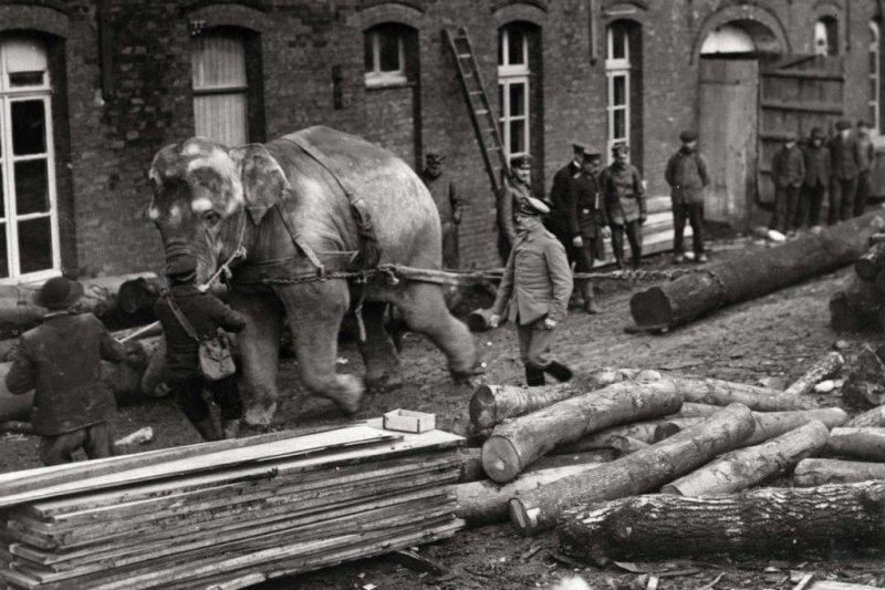 Ngày nay, voi hầu như không được sử dụng trong quân đội, nạn phá rừng, săn bắt trộm để lấy ngà khiến số lượng của chúng đang bên bờ vực của sự tuyệt chủng.Ảnh: Warspot.