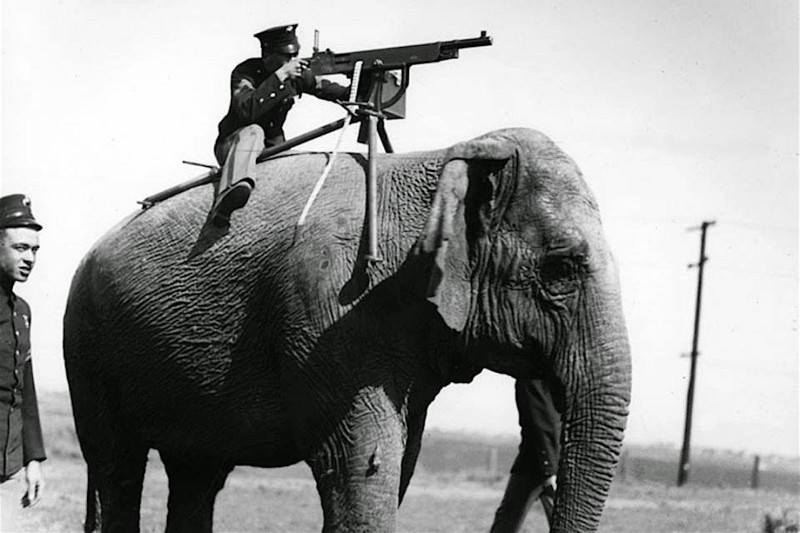 Tương tự như ngựa, voi là động vật gắn liền với lịch sử những cuộc chinh phạt của nhân loại. Đặc biệt là trong thời kỳ cổ đại, những con voi từng là nỗi kinh hoàng cho đối phương. Ảnh: Warspot.