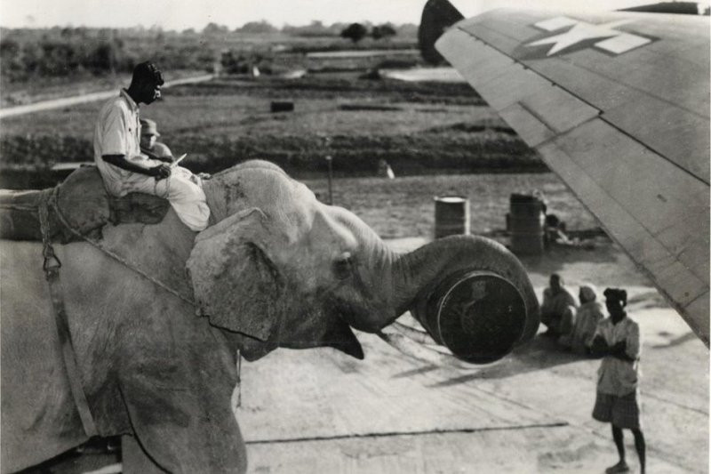Thậm chí voi còn được sử dụng để vận chuyển bom lên khoang của máy bay. Giá trị sử dụng của voi rất đa dạng, từ chiến đấu cho đến hậu cần. Ảnh: Warspot.
