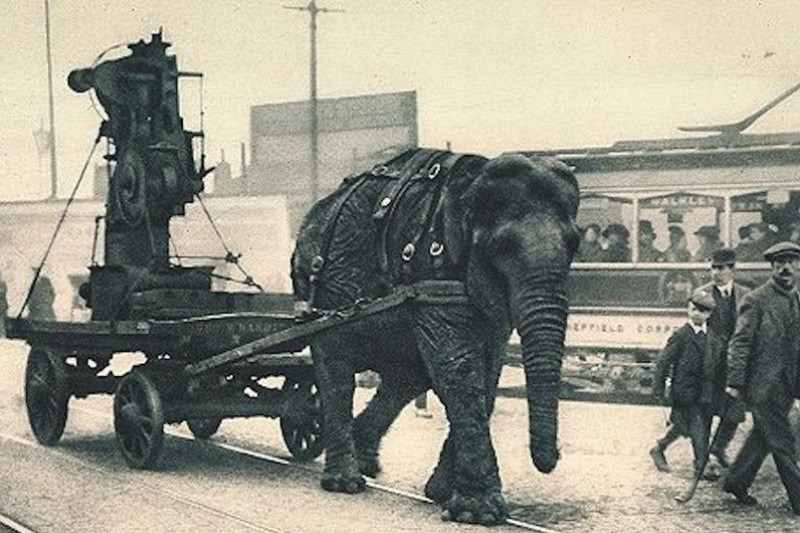 Trong Thế chiến I, voi được sử dụng làm phương tiện vận chuyển vũ khí ở những nơi mà xe cơ giới không hoạt động được. Thậm chí người ta còn lắp vũ khí trên lưng chúng để chiến đấu nhưng những chiến xa bộ binh. Ảnh: Warspot.