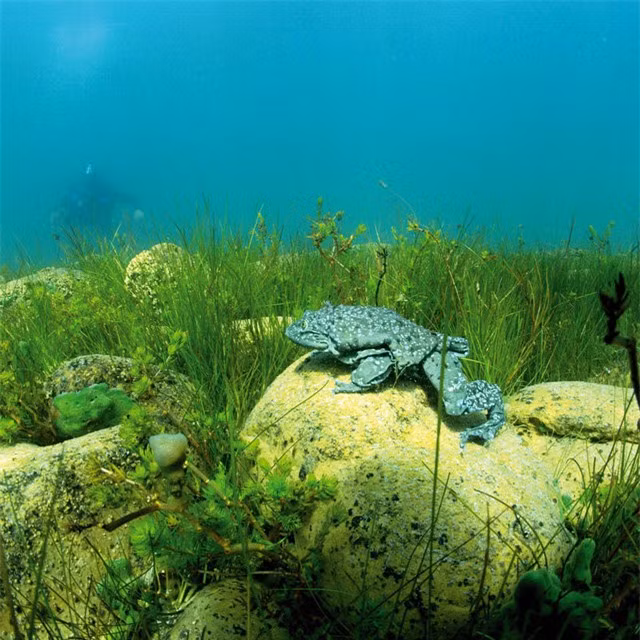 “Ech biu“! Loai ech khong lo Peru dang bi de doa nghiem trong-Hinh-3