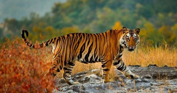 Theo tử vi, nửa cuối tháng 10 dương lịch, con giáp này bỗng nhận được vận may trời cho. Do được cát tinh phù hộ nên những người tuổi Dần trong thời gian này làm bất cứ công việc gì cũng đều nhận được tin vui, vận may liên tiếp kéo đến. Người tuổi Dần hãy cố gắng nỗ lực và cố gắng hết sức, tập trung làm tốt công việc kế hoạch của mình thành công sẽ đến với bạn một cách ưu ái nhất.