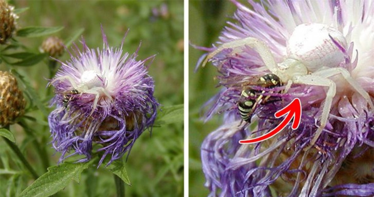 “Nhỏ nhưng có võ”, khả năng ngụy trang đáng kinh ngạc đã khiến cho kẻ săn mồi này tóm gọn con mồi trong chớp mắt.