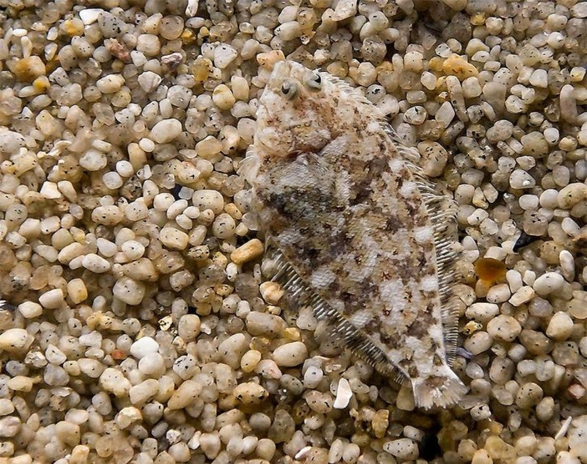 Chúng ta có lẽ phải "căng mắt ra nhìn" mới có thể phát hiện được chú cá "ẩn mình" giữa đám sỏi này.