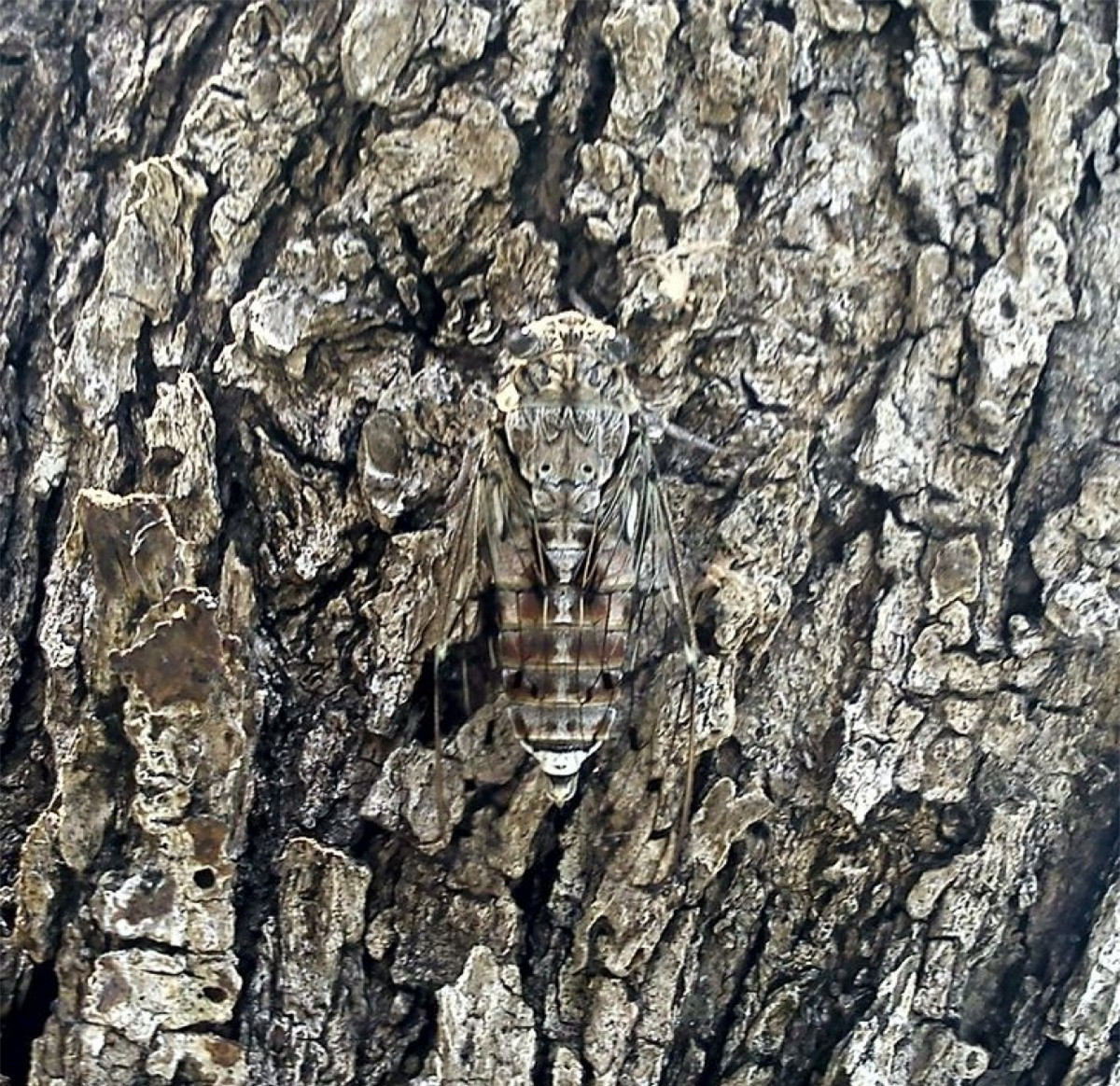 Một "ảo thuật gia" có thể tự biến mình trở nên vô hình ngay trước mắt chúng ta./.