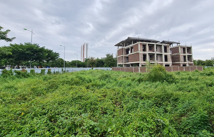 Cỏ dại mọc um tùm.