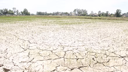 4. Nghệ An 'oằn mình' trong đợt hạn hán lịch sử Nắng hạn kéo dài kèm theo gió phơn Tây Nam khiến 2/3 diện tích hoa màu tại Nghệ An chết cháy. Hơn 13.000 ha lúa không có nước để gieo cấy; khoảng 4.500 ha lúa hè thu có nguy cơ mất trắng. Hạn hán khốc liệt khiến nguồn nước sinh hoạt tại nhiều khu dân cư bị thiếu trầm trọng. Bộ Tài chính vừa thông báo bổ sung có mục tiêu 492,5 tỷ đồng cho các địa phương để hỗ trợ kinh phí khắc phục hậu quả hạn hán và xâm nhập mặn vụ Đông Xuân 2014-2015.