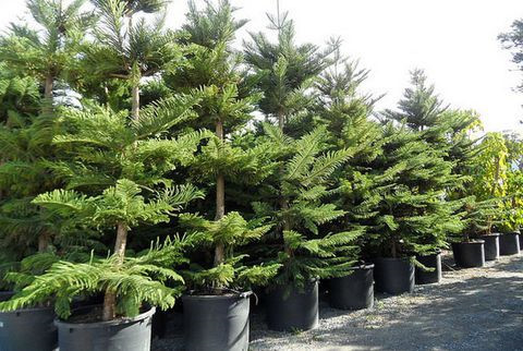 Tuy nhiên, người xưa lại chọn loại cây này để trồng bên cạnh phần mộ nên nó bị coi là loại cây dẫn dụ ma quỷ đến nhà, khiến gia đình bị xáo trộn nên đến tận bây giờ, bách vẫn không phải là loài cây được khuyến khích trồng trong nhà.