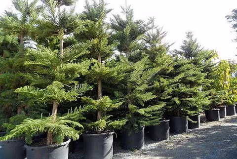 Tuy nhiên, người xưa lại chọn loại cây này để trồng bên cạnh phần mộ nên nó bị coi là loại cây dẫn dụ ma quỷ đến nhà, khiến gia đình bị xáo trộn nên đến tận bây giờ, bách vẫn không phải là loài cây được khuyến khích trồng trong nhà.