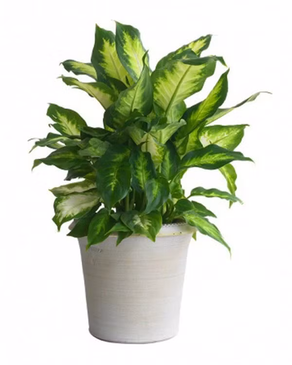 Cây vạn thiên thanh: Cây vạn thiên thanh thuộc họ ráy, có hình dáng rất đẹp với tán lá rộng, có nhiều vân màu đẹp mắt nên rất được ưa chuộng trồng làm cây cảnh trong nhà. Tuy nhiên ít ai biết loại cây này có chứa độc tố gây ngứa ngáy, khó chịu nếu ăn phải. Đặc biệt trong phong thủy, loại cây này cũng không phù hợp làm cây cảnh vì theo quan niệm dân gian đây là loại cây có nguồn gốc hoang dã, nên hạn chế đưa vào nhà.