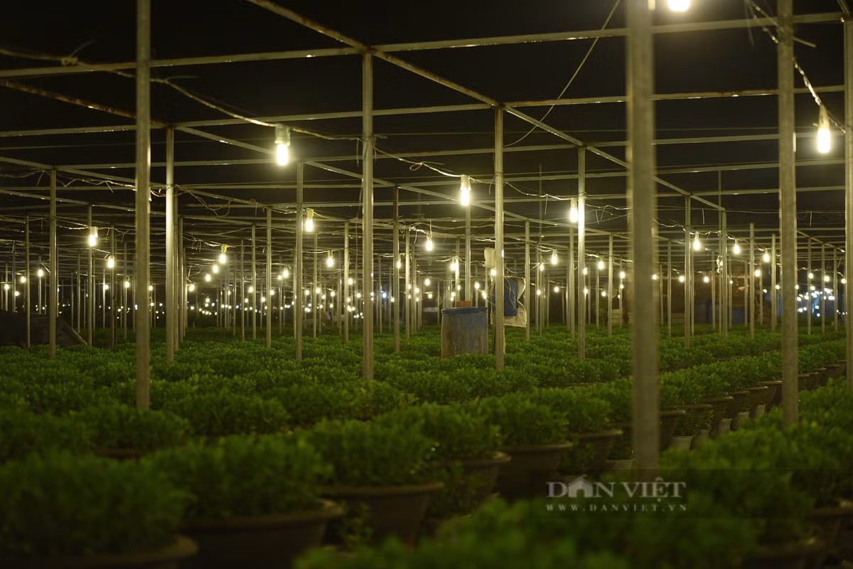 Đèn tại đây sẽ được bật tự động vào từ 20h tối hôm trước đến 3h sáng ngày hôm sau thì tự tắt.