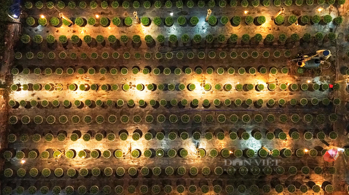 Hiện nay, tại thôn Dương Sơn có Tổ hợp tác hoa Dương Sơn với 24 hội viên (trong đó đã có 8 hộ thực hiện ứng dụng công nghệ cao trong sản xuất hoa).