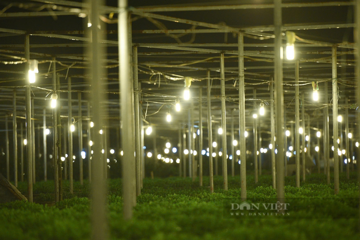 Đây là vùng sản xuất hoa chuyên canh theo hướng ứng dụng công nghệ cao với các loại hoa chủ đạo như: cúc, hướng dương, lan mokara, hoa treo dạ yến thảo, hoa hồng, hoa giấy, hoa súng…chủ yếu cung cấp cho thị trường nội thành Đà Nẵng.