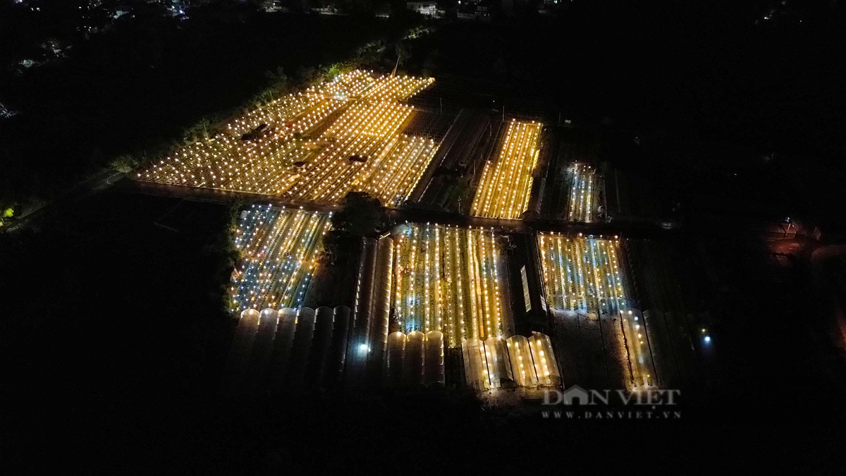 Còn hơn 3 tháng nữa là đến Tết Nguyên đán, những ngày này, tại làng hoa Dương Sơn, người dân tất bật bón phân, phun thuốc, cắm cọc để các chậu hoa phát triển bán đúng dịp Tết.