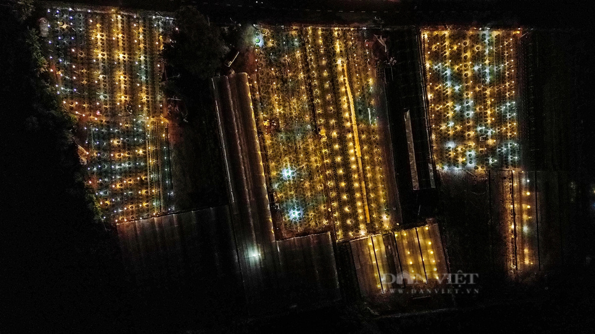 Để hoa nở đúng vào dịp Tết Nguyên đán 2025, các hộ dân trồng hoa tại làng hoa Dương Sơn đã bắt đầu bật đèn điện xuyên đêm để đảm bảo cho quá trình sinh trưởng của cây hoa.