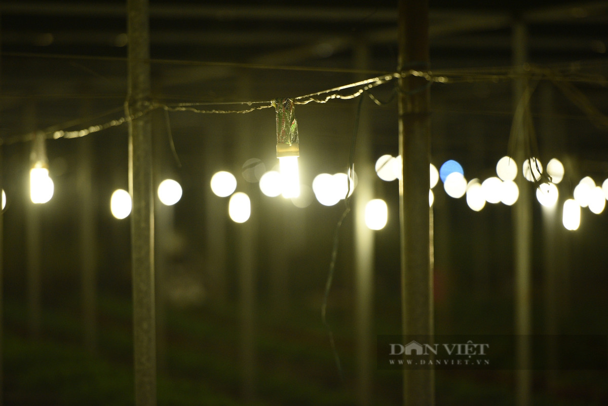 Hệ thống bóng điện được lắp đặt có công suất 15-20W và gắn với mật độ cách nhau 1,5-2m.