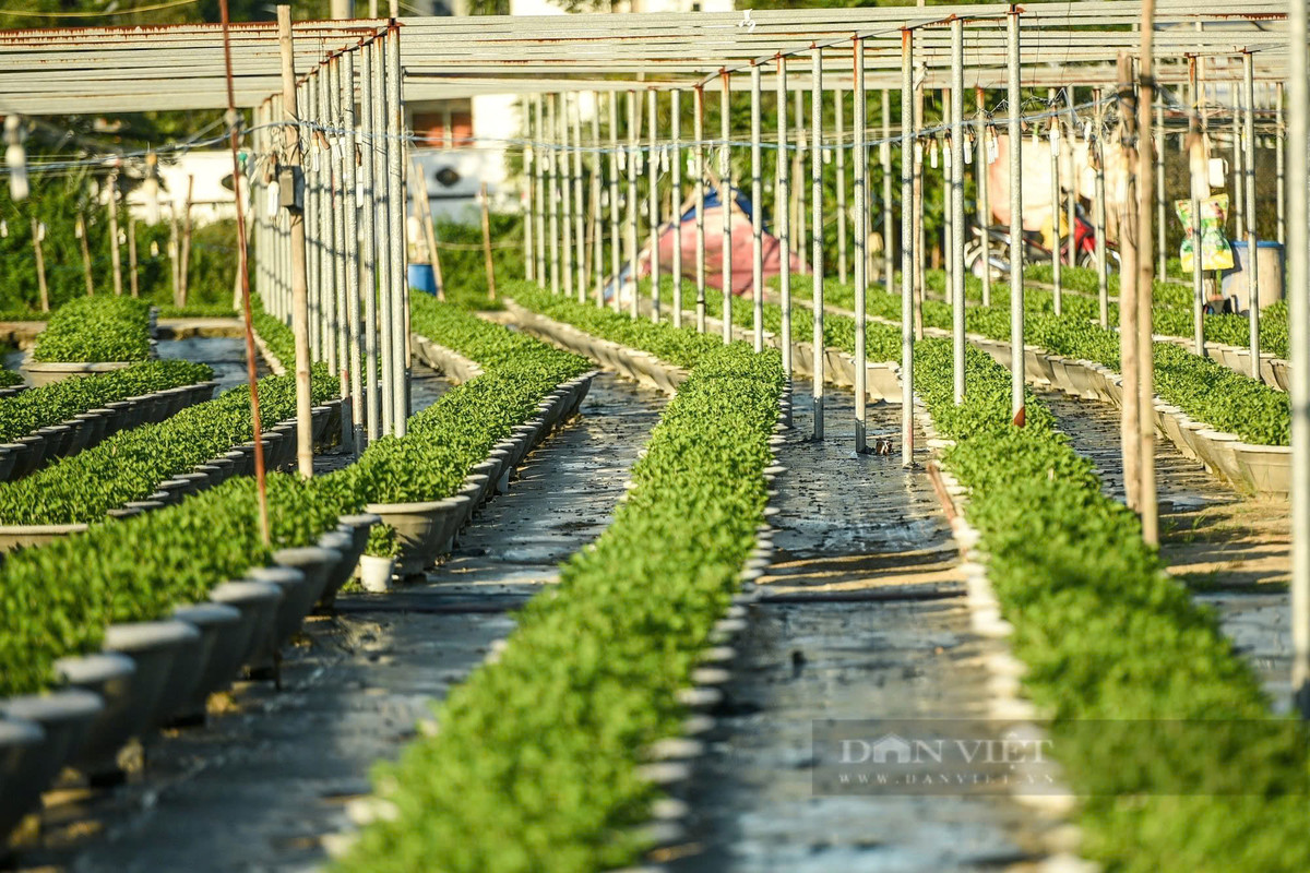 Theo các hộ dân tại đây, đê bảo đảm tốc độ sinh trưởng của cây, ngoài việc chong đèn vào ban đêm để cây sinh trưởng ra thì cần phải tỉa bớt các ngọn có biểu hiện vàng, héo úa.