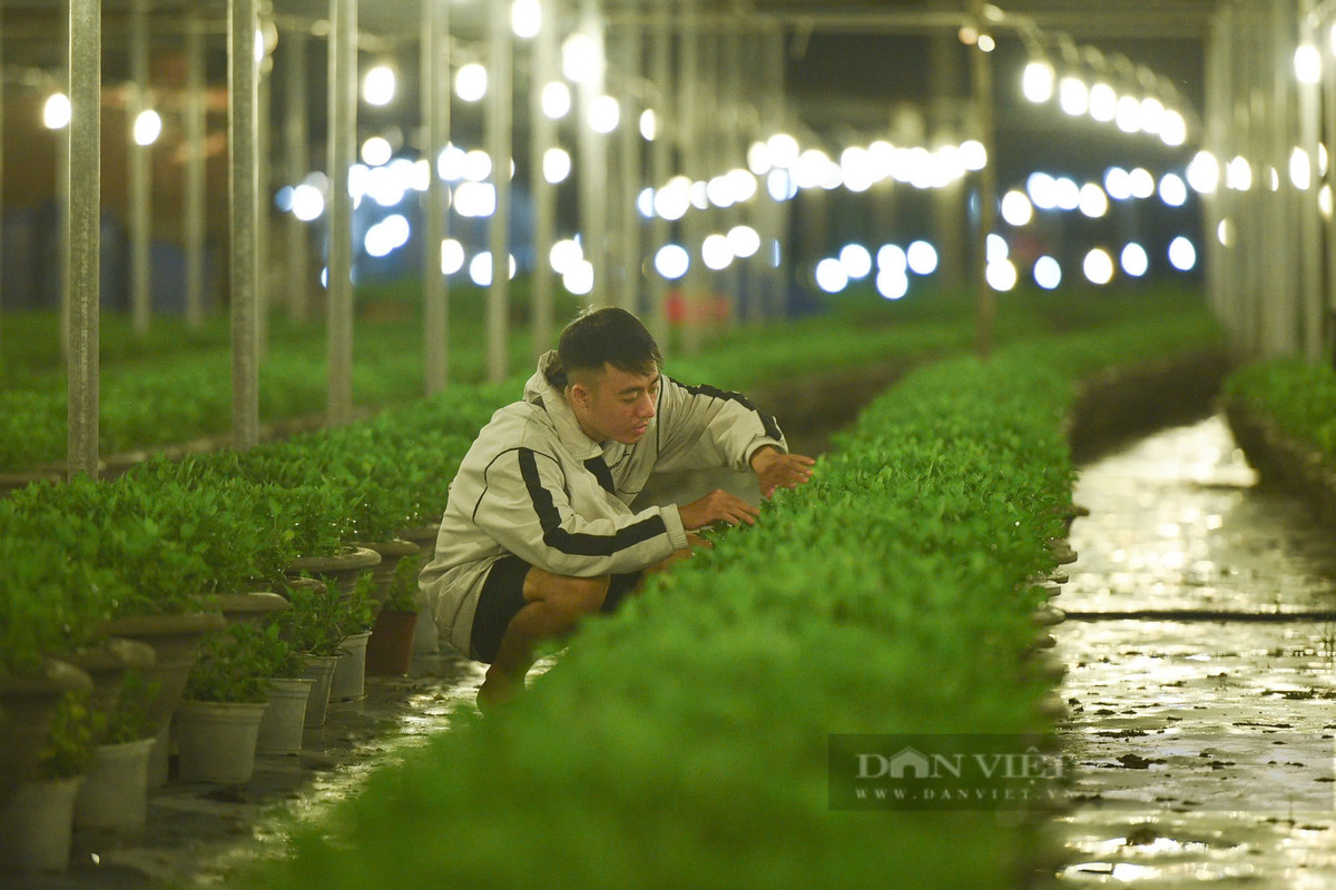 Trong năm nay, số lượng hoa được các hộ trồng để phục vụ Tết Nguyên đán 2025 rơi vào khoảng 16.000 hoa các loại. Trong đó có 9500 cúc, 5300 cúc mâm xôi và 1000 hoa các loại.