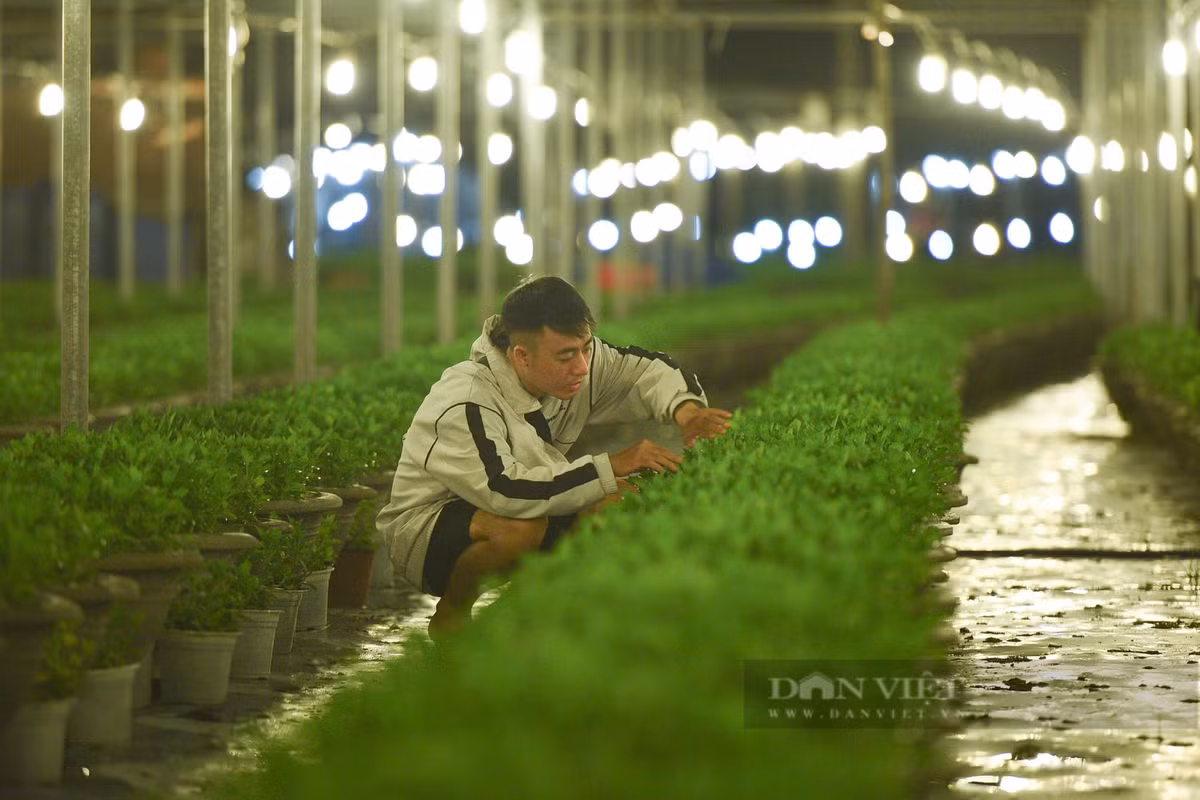 Trong năm nay, số lượng hoa được các hộ trồng để phục vụ Tết Nguyên đán 2025 rơi vào khoảng 16.000 hoa các loại. Trong đó có 9500 cúc, 5300 cúc mâm xôi và 1000 hoa các loại.