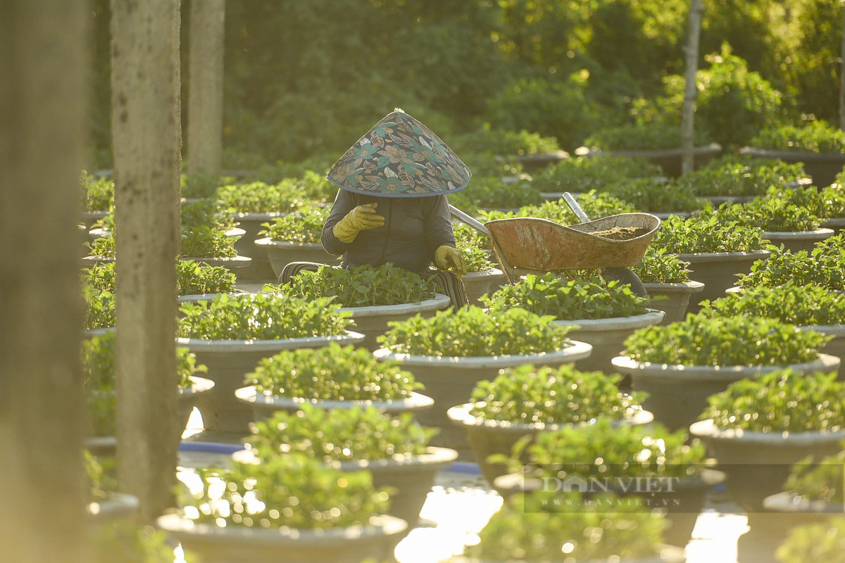 Việc chăm bón được triển khai vào dịp sáng sớm hằng ngày.