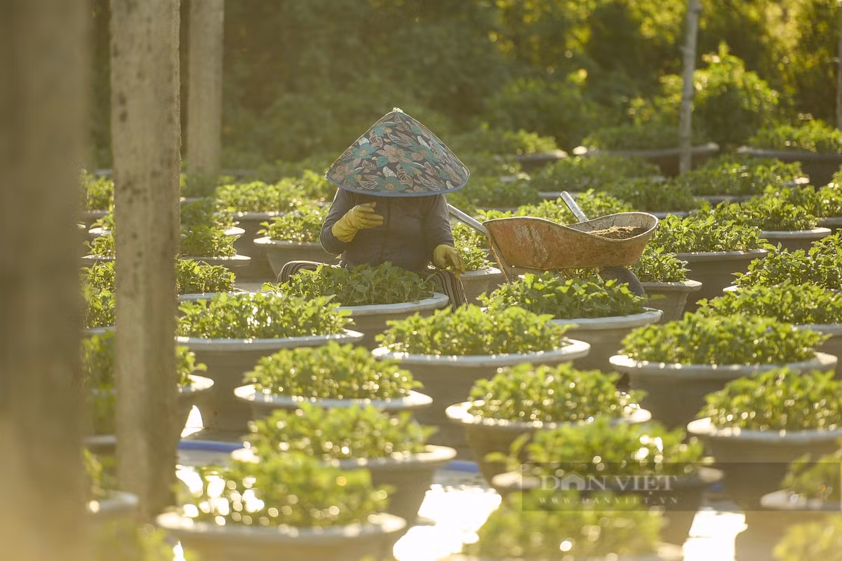 Việc chăm bón được triển khai vào dịp sáng sớm hằng ngày.