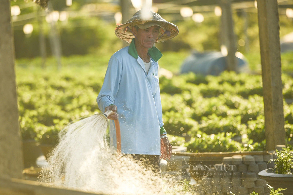 Đây là giai đoạn quan trọng trong việc sinh trưởng của cây hoa nên tất cả các hộ ở đây đều lựa chọn tưới hoa vào dịp sáng sớm để đạt hiệu quả cao nhất.