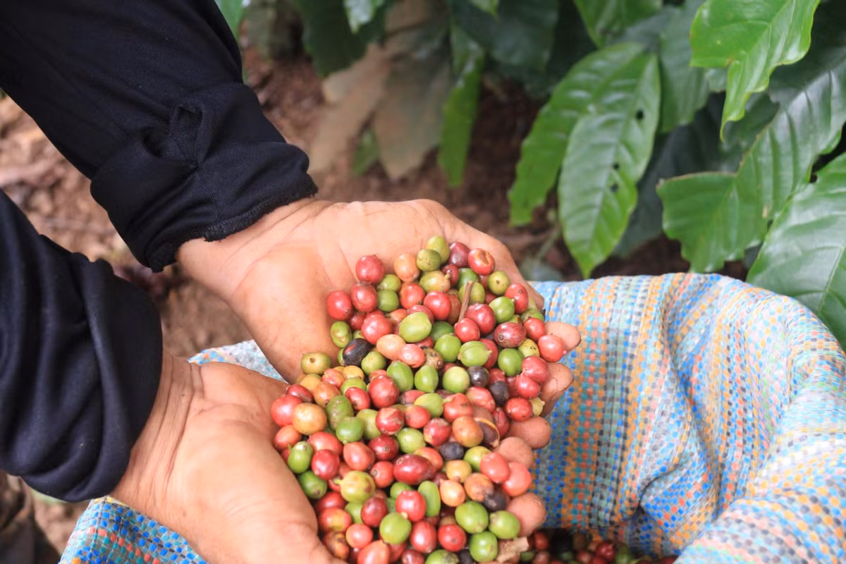 Kieu chong trom tai ray ca phe khien nong dan yen tam hon-Hinh-6