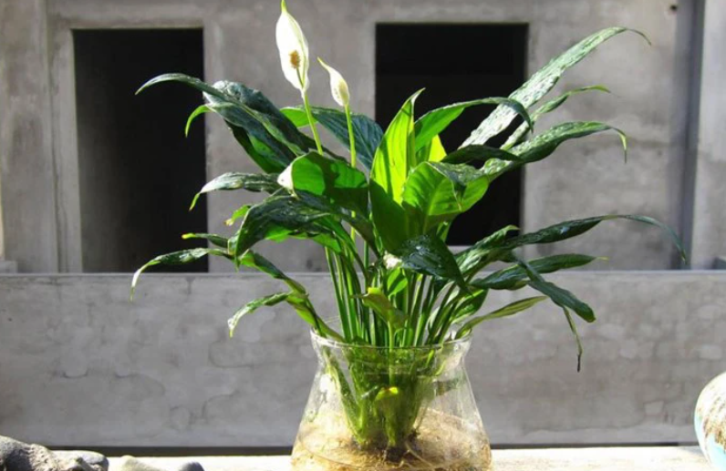 5 loai cay thuy sinh co hoa sieu dep lai de cham