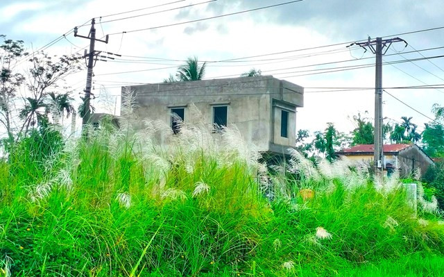 Màu xanh của thân cây, lá, màu trắng nõn nà tuyệt đẹp bao trùm cả khu vực rộng lớn đã thu hút rất đông người dân địa phương và du khách, đặc biệt là giới trẻ đã đến đây tranh thủ ghi lại những hình ảnh khó quên này.