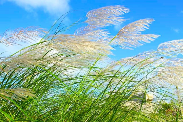 Theo người dân xã Tam Xuân 1, huyện Núi Thành, nửa tháng qua, rất đông người dân và du khách đã đổ xô đến đây để lưu lại những khoảnh khắc tuyệt đẹp ngay tại các đồng cỏ lau thơ mộng dọc ven suối.