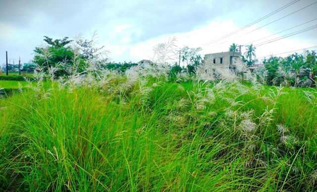 Anh Nguyễn Sơn Tùng, làm nghề chạy xe taxi mưu sinh, trải lòng: “Thật sự mà nói hoa lau quá đẹp, đẹp đến nỗi dân lao động như chúng tôi cũng sững sờ. Bởi lâu nay có thấy đâu, hay nói đúng hơn mình quên nó mất. Thế rồi, tự nhiên một buổi sáng thức dậy thấy cả vùng xanh thắm rồi hoa cho bông trắng ngần bao trùm cả vùng. Hoa lau quá đẹp”.