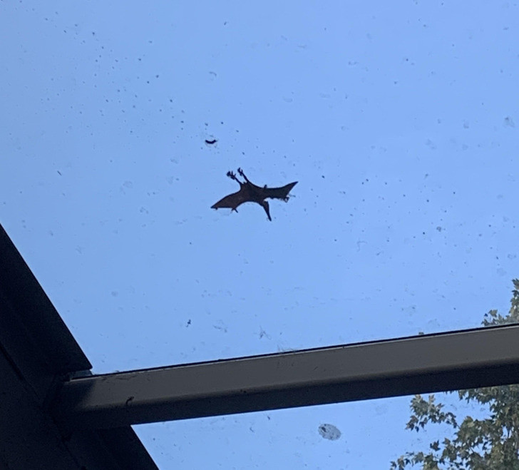 Thoạt nhìn rất giống loài Pterodactylus, nhưng thực ra đây là một chiếc lá mà thôi.