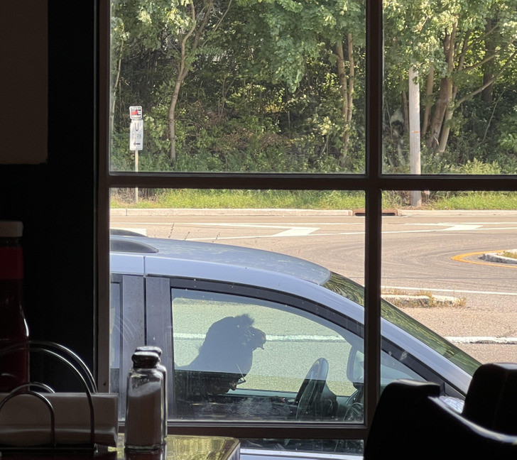 Bức ảnh đánh lừa thị giác này chắc hẳn sẽ khiến nhiều người hiểu nhầm rằng một chú Alpaca đang lái xe.