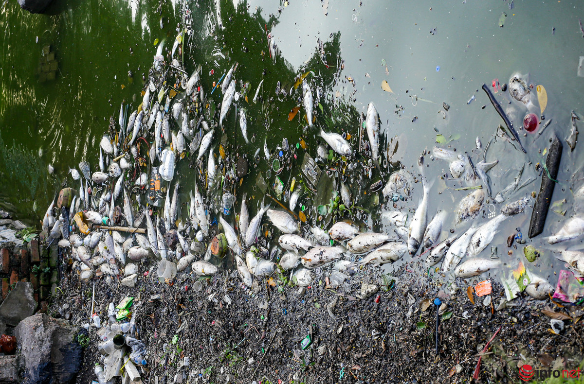 Ca chet noi trang tren ho Tay Ha Noi-Hinh-3