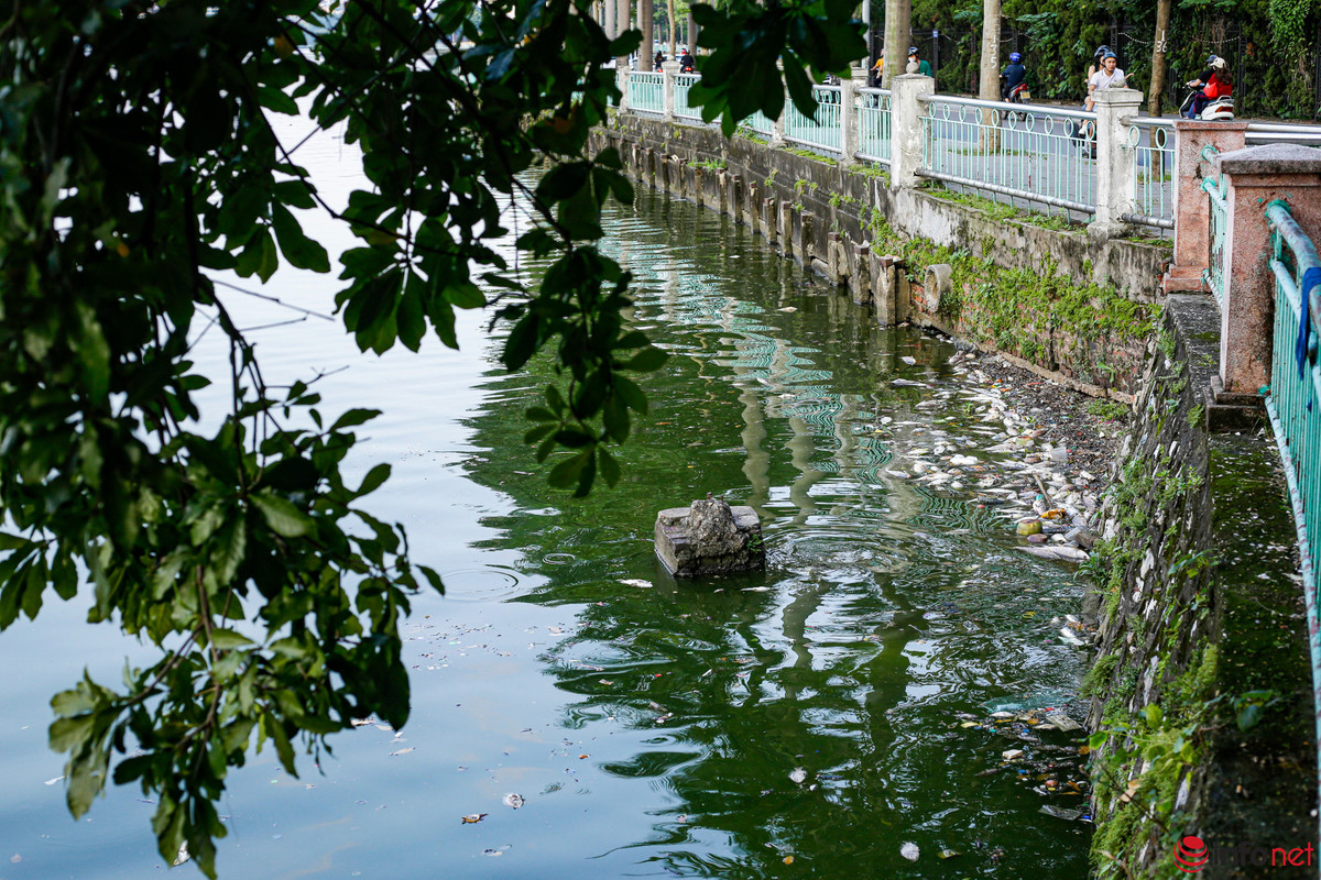 Ca chet noi trang tren ho Tay Ha Noi-Hinh-2