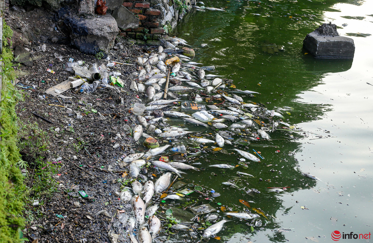 Ca chet noi trang tren ho Tay Ha Noi