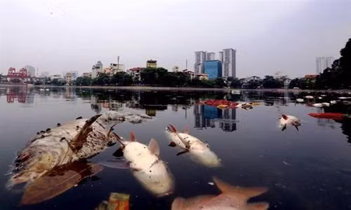 Ca chet trang ho Hoang Cau Trach nhiem thuoc ve ai