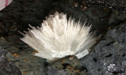 Xon xao hon da ky la moc hoa tuyet o TP HCM-Hinh-2