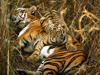 Những sọc vằn trên da hổ vô cùng độc đáo. Chúng đặc biệt giống như dấu vân tay của mỗi người nên sọc vằn trên da của mỗi con hổ không giống nhau.